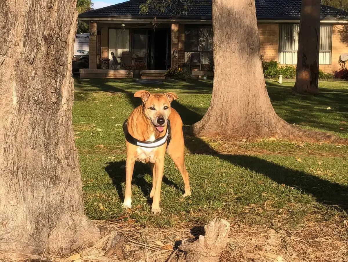 Bob standing alert in the backyard in the afternoon sun