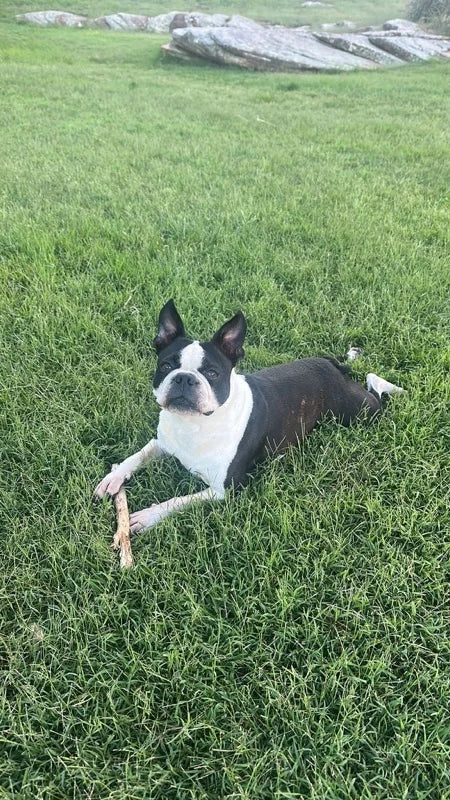 Lianne K.'s dog