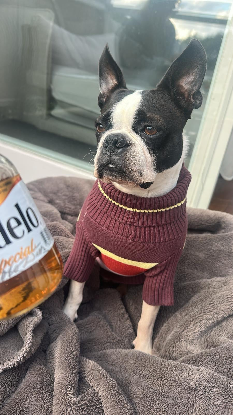 Bowie before Wellaroo