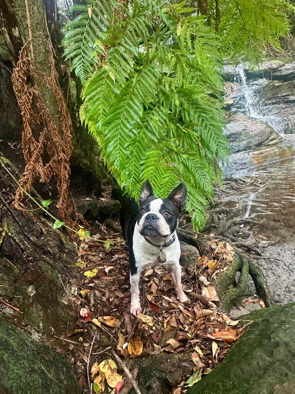 Bowie with his owner Lianne