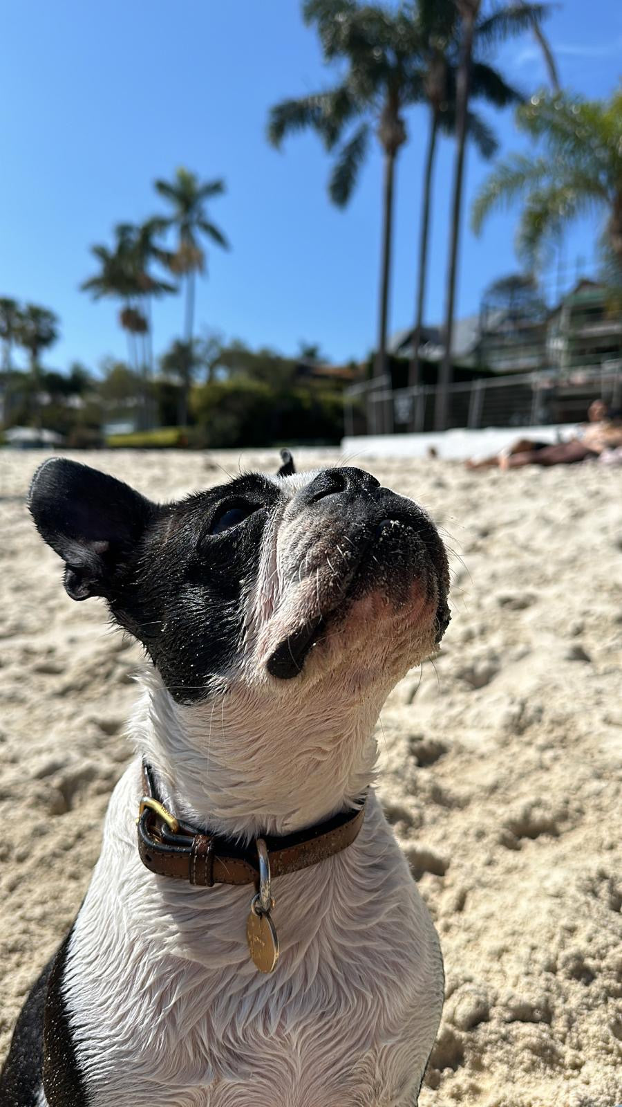 Bowie playing at the park