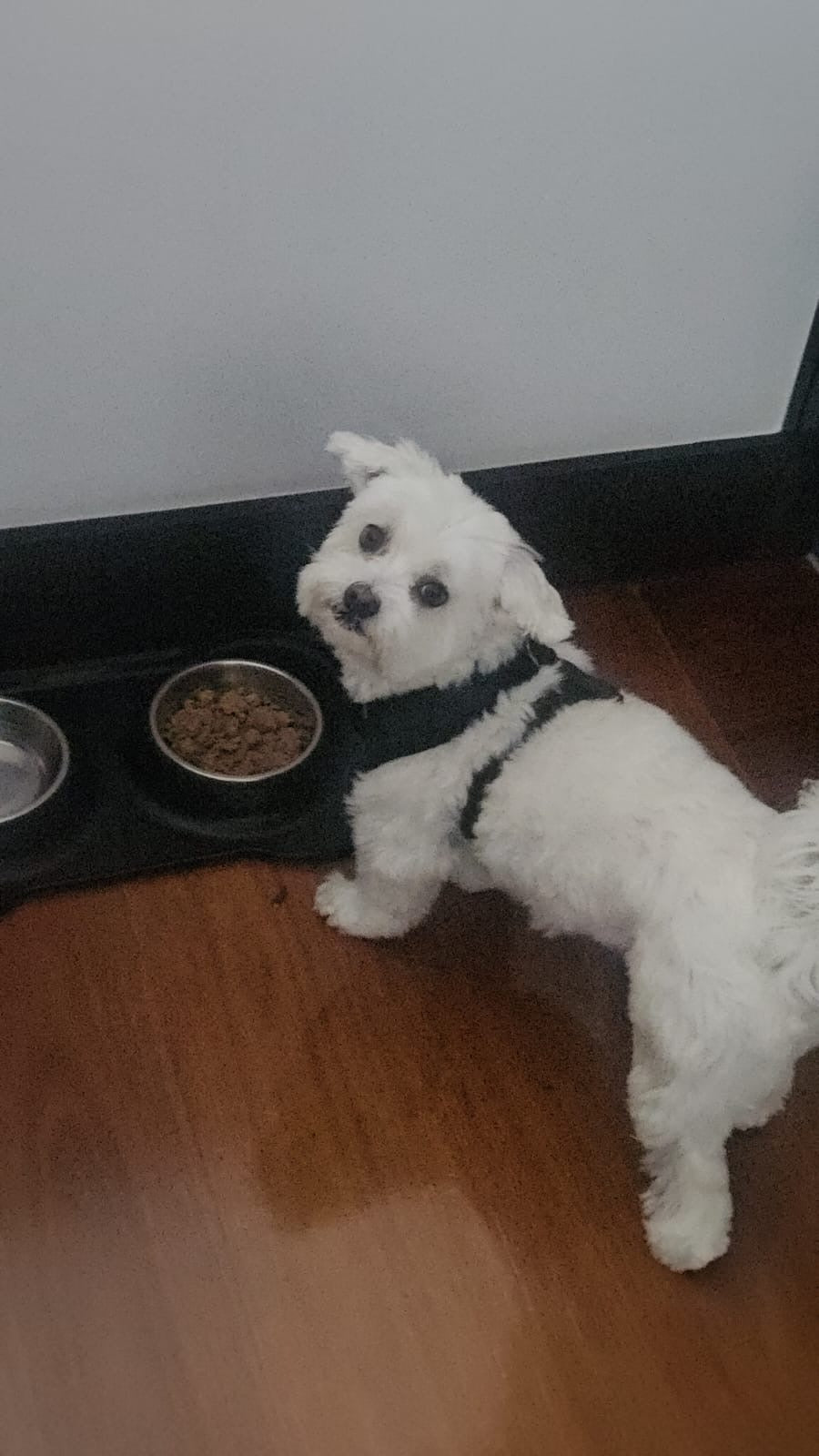 Kristina V. & Max V.'s dog