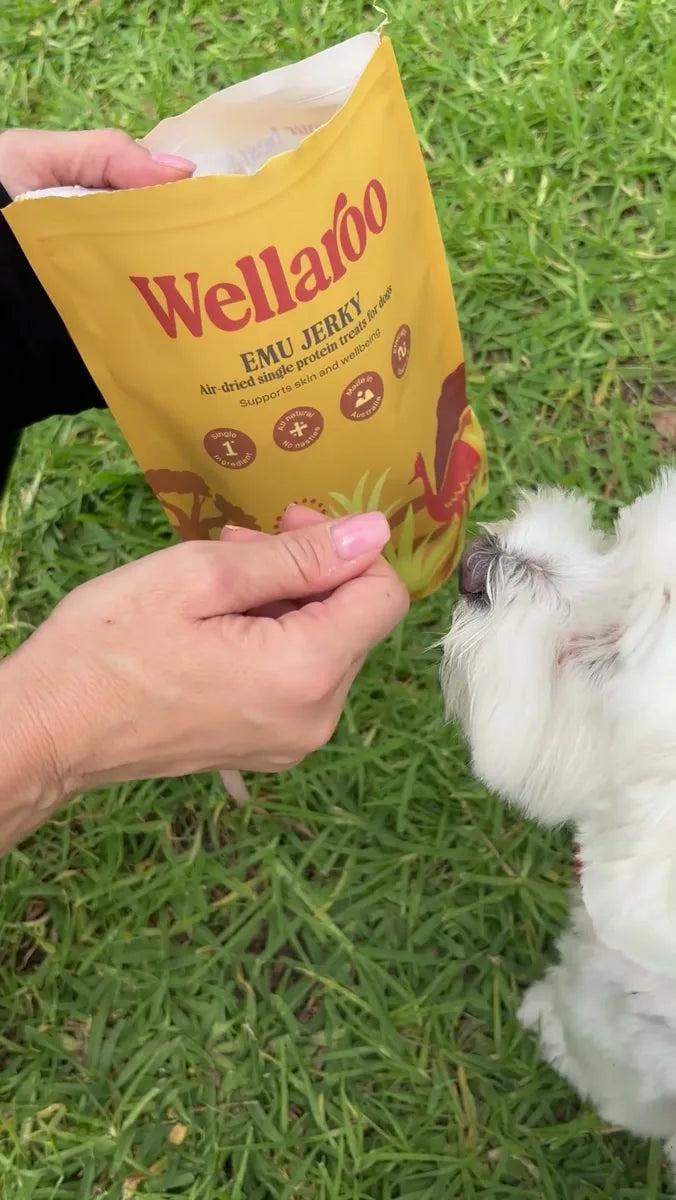 Chili nosing into a bag of Wellaroo Emu Jerky on the grass