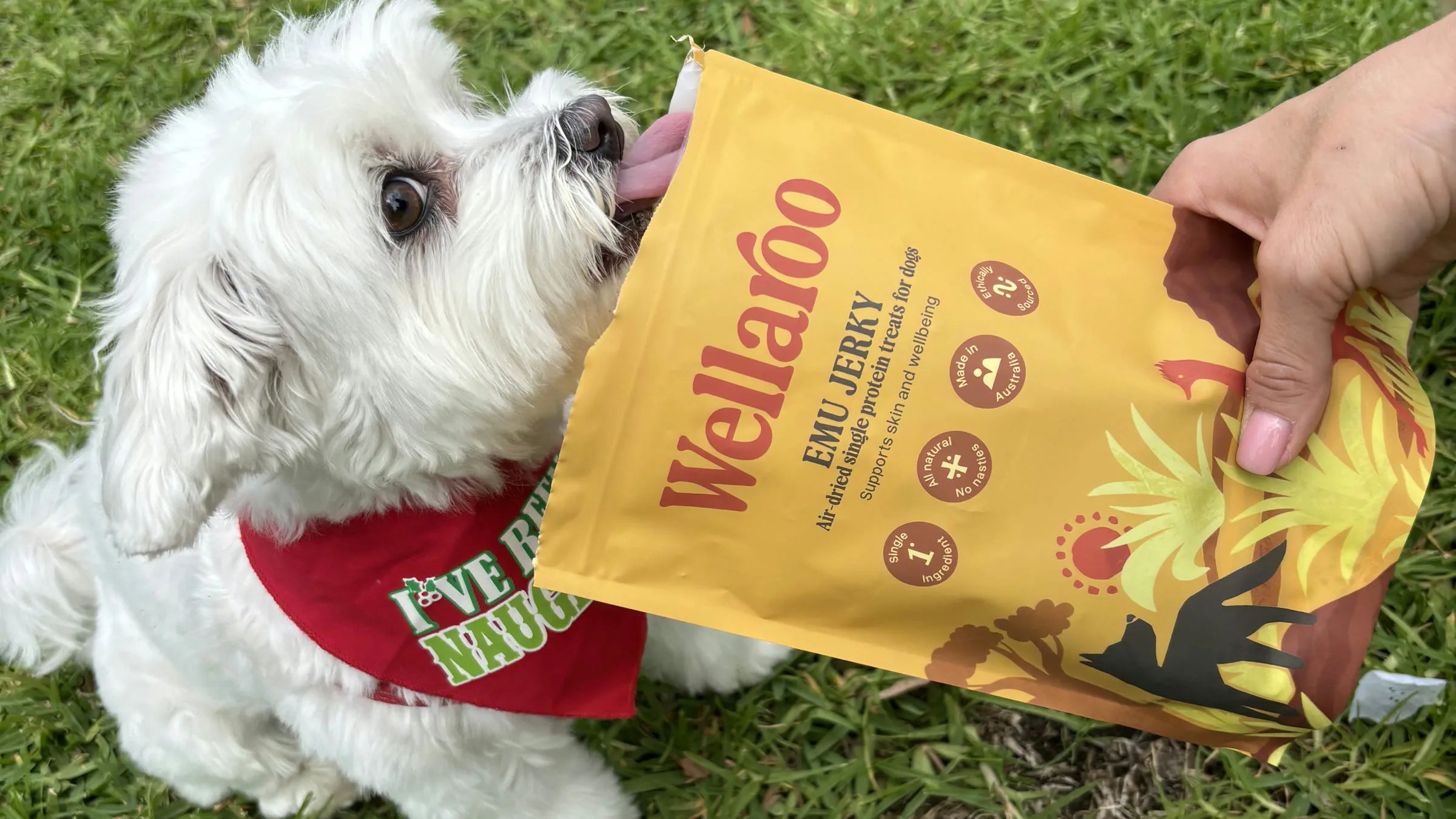 Chili the Maltese