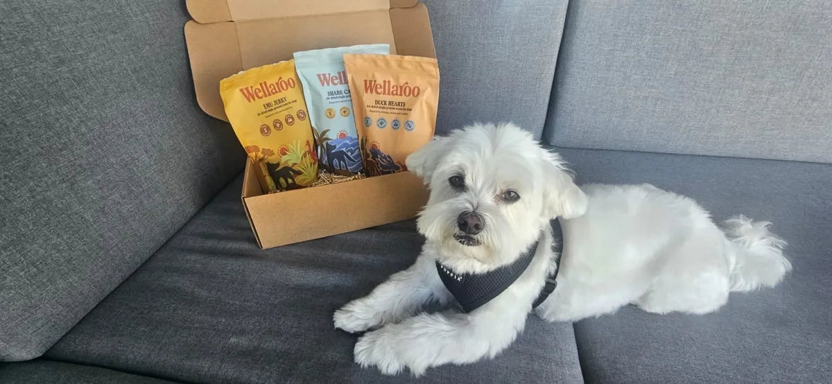 Chili on the couch with his freshly opened Wellaroo box
