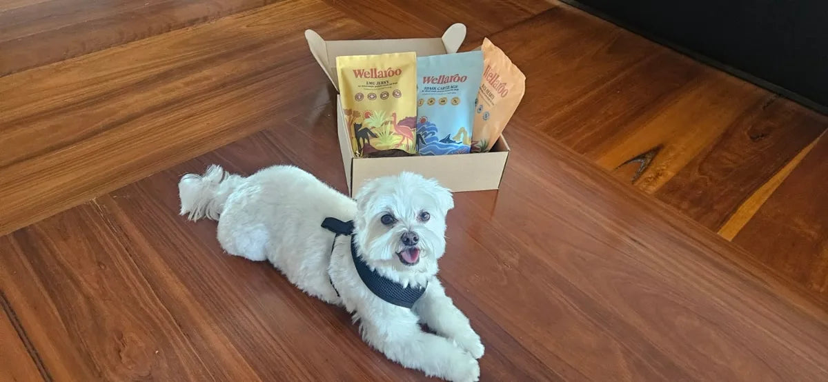 Chili inspecting the treats inside his Wellaroo box
