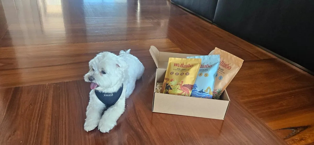 Chili lying beside his opened Wellaroo delivery box