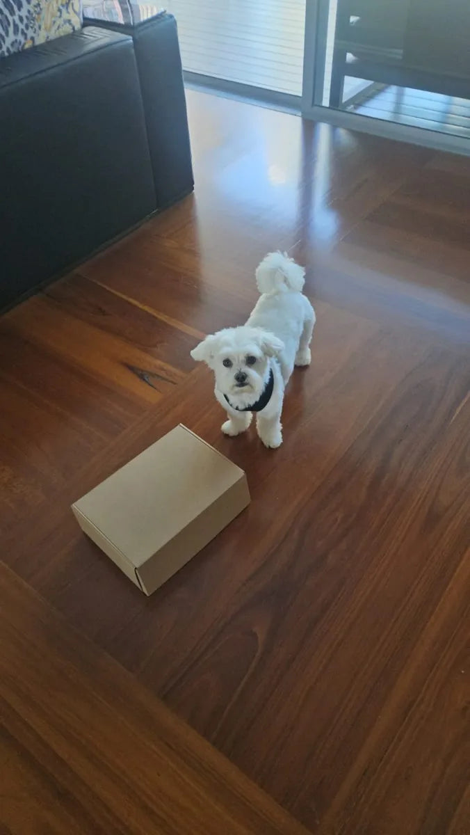 Chili standing guard over his Wellaroo delivery box
