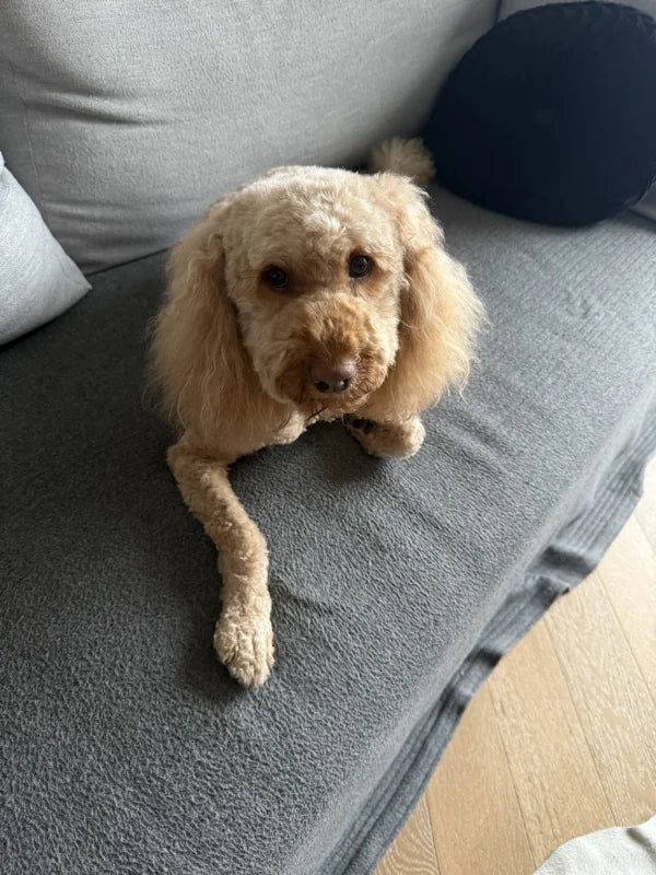 Angie J.'s dog