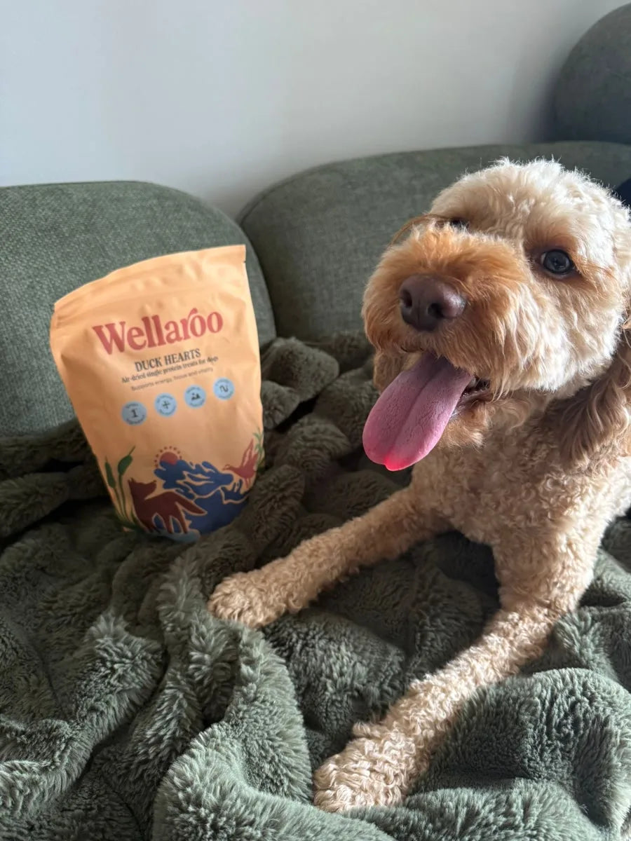 Poppy resting beside her bag of Wellaroo Duck Hearts