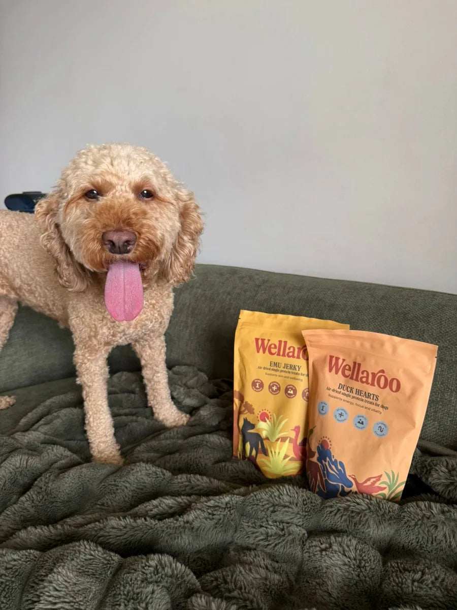 Poppy with her Wellaroo Emu Jerky and Duck Hearts on the couch
