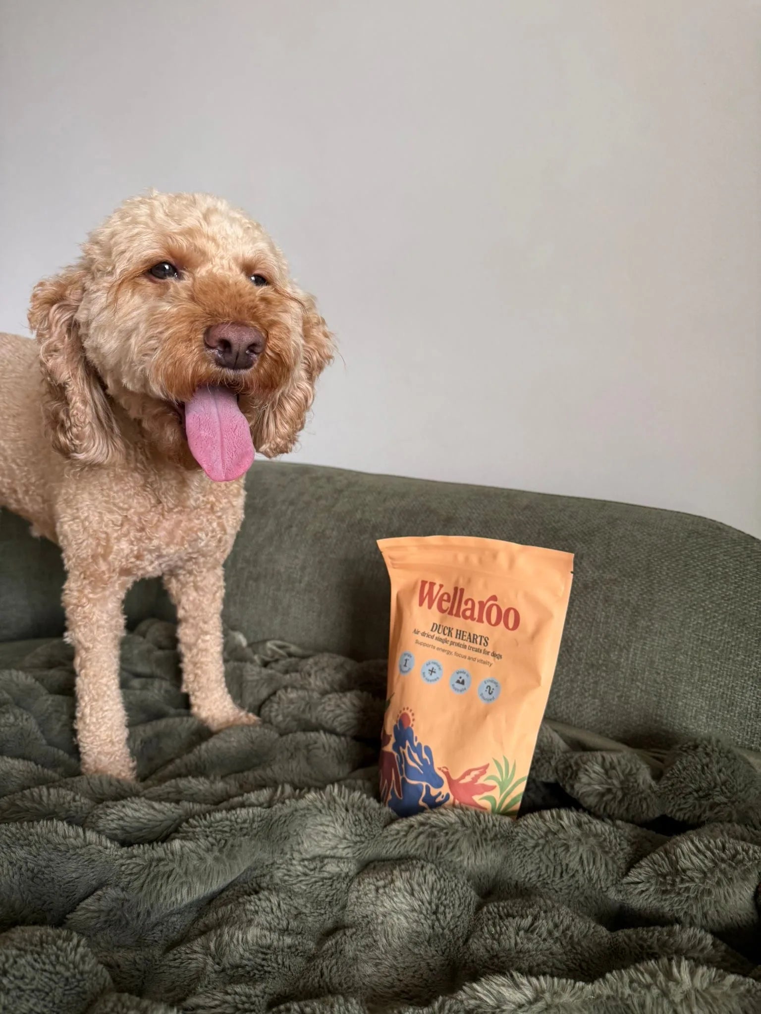 Poppy the Goldendoodle