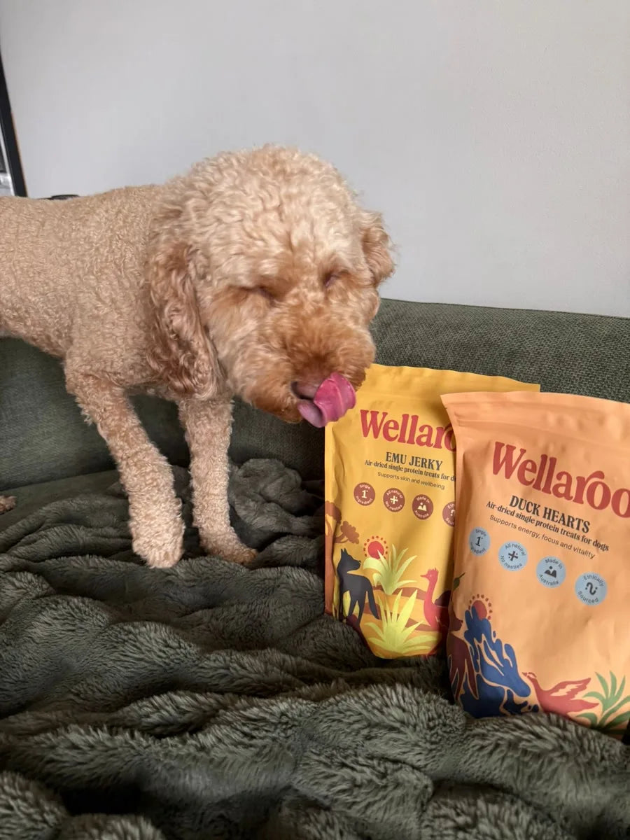 Poppy licking her lips over her Wellaroo treats