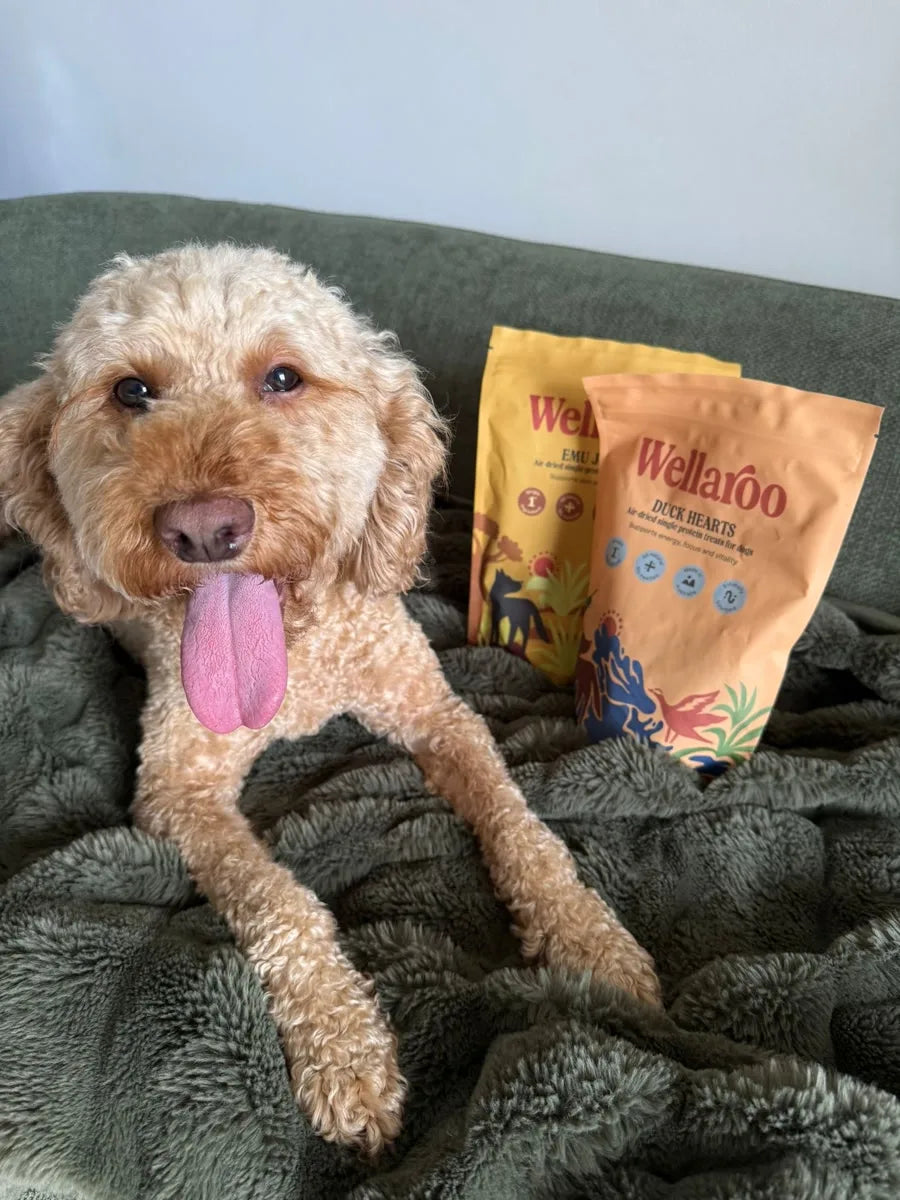 Poppy sprawled out beside her Wellaroo treats