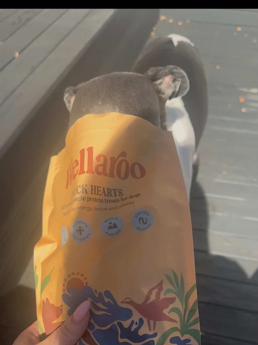 Valik D.C. & Maxim D.C.'s dog
