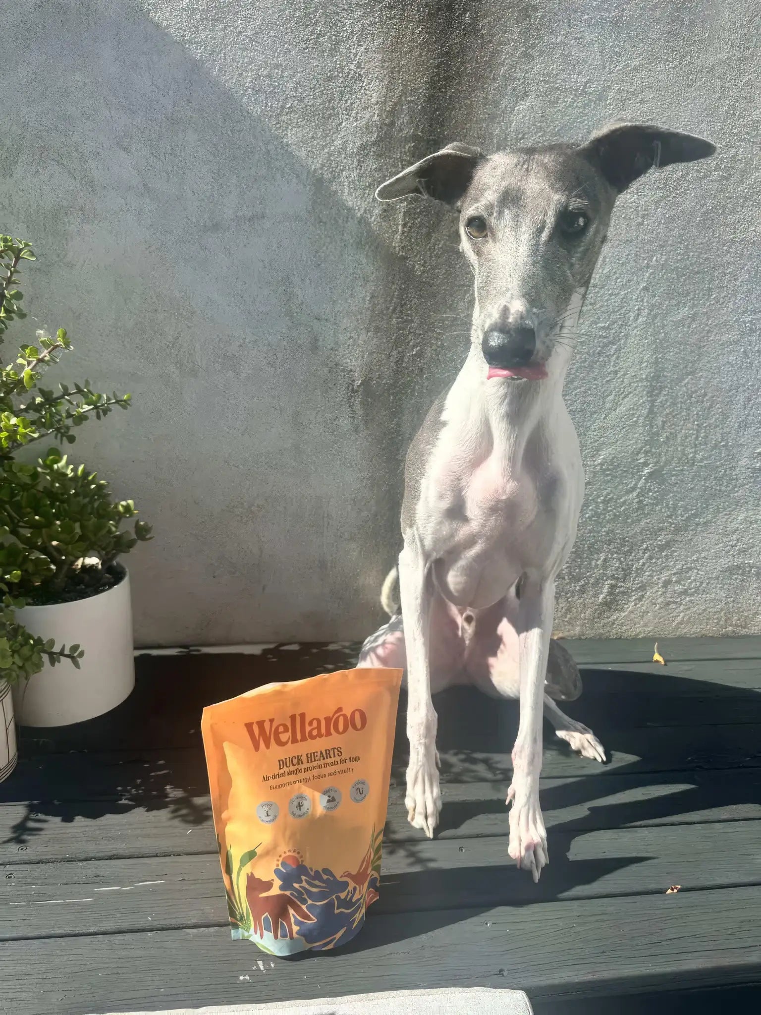 Wilson the Italian Greyhound