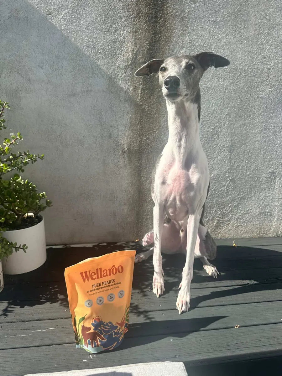 Wilson before Wellaroo