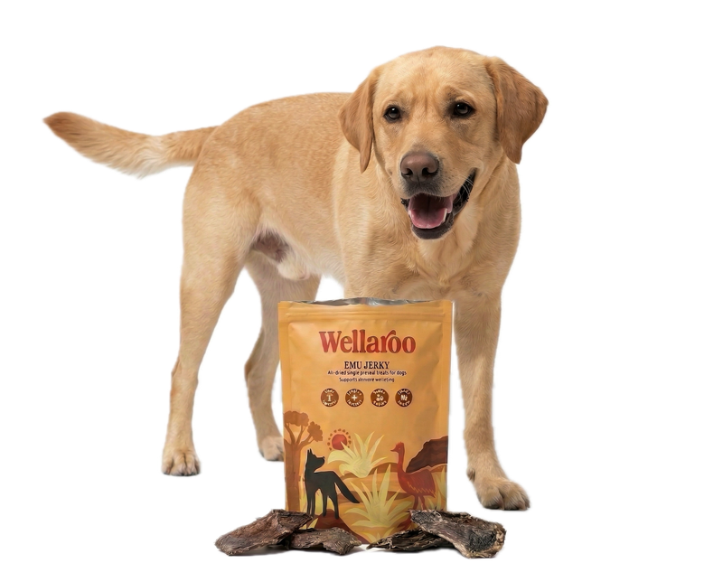 Happy Labrador enjoying Wellaroo Emu Jerky treats from the pouch
