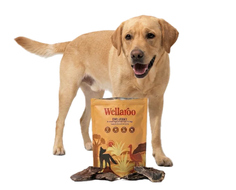 Happy Labrador enjoying Wellaroo Emu Jerky treats from the pouch