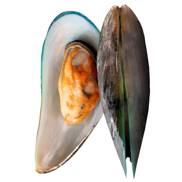 Green Lipped Mussel