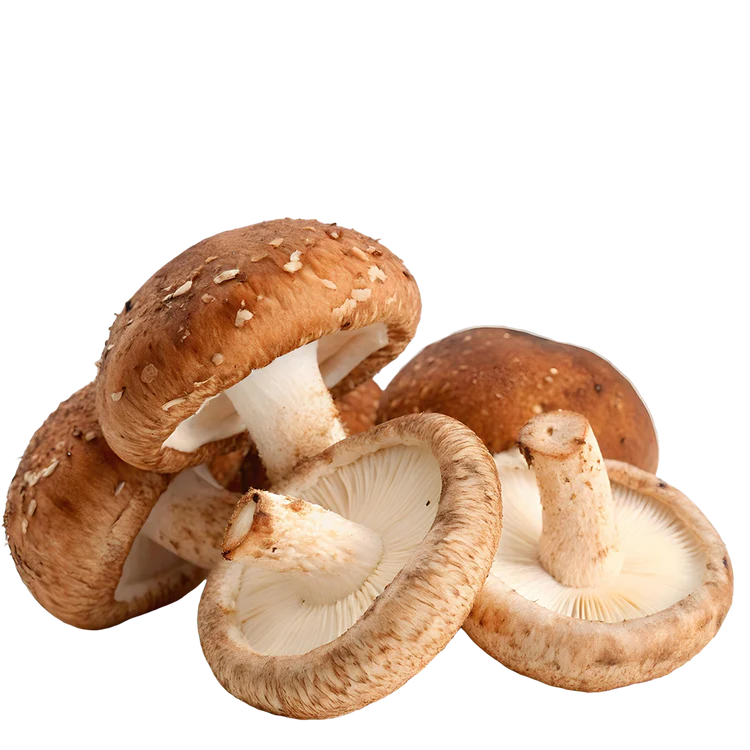 Shiitake Mushroom