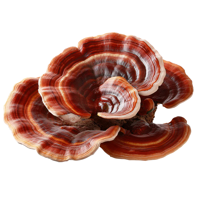 Turkey Tail Mushroom