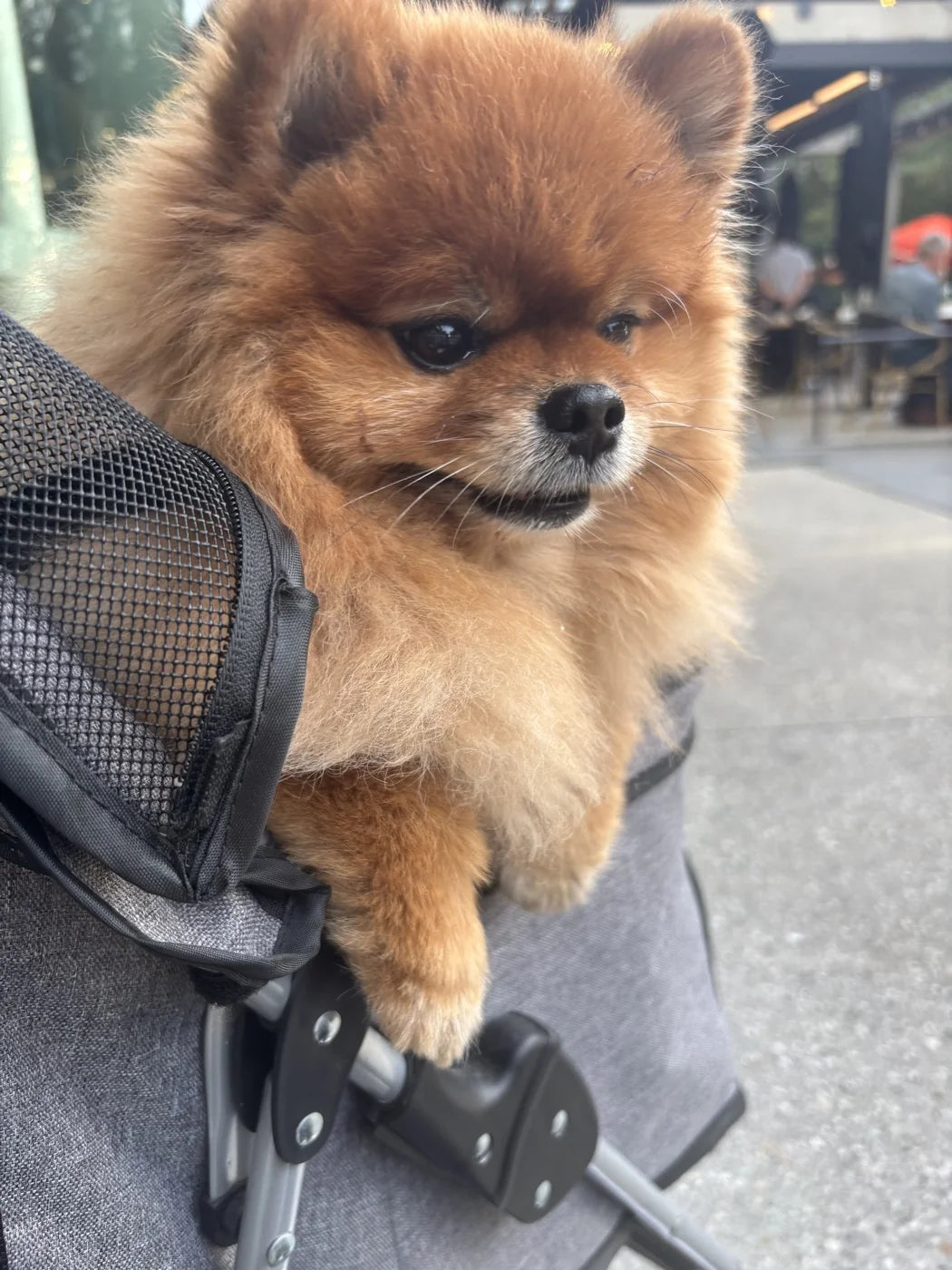 Tyson as a puppy